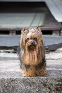 Yorkshire Terrier sitting on a stair Yorkshire Terrier sitting on a stair